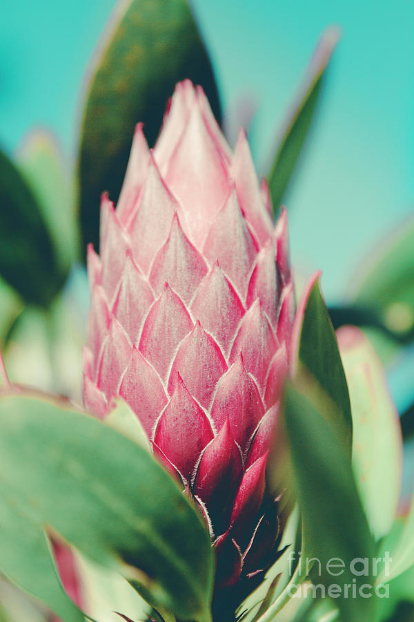 Flower Photograph - King Protea Protea cynaroides Sugar Bush by Sharon Mau