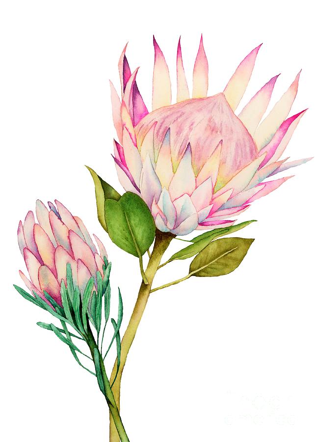 King Protea Watercolor Painting Painting by Namibear