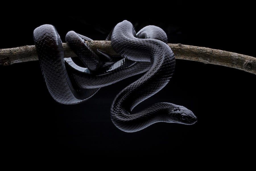 Snake Photograph - King Snake by Shikhei Goh