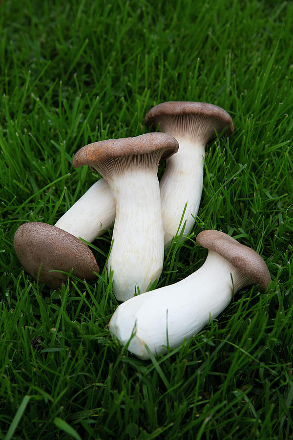 King Trumpet Mushrooms Photograph by Hugh Johnson