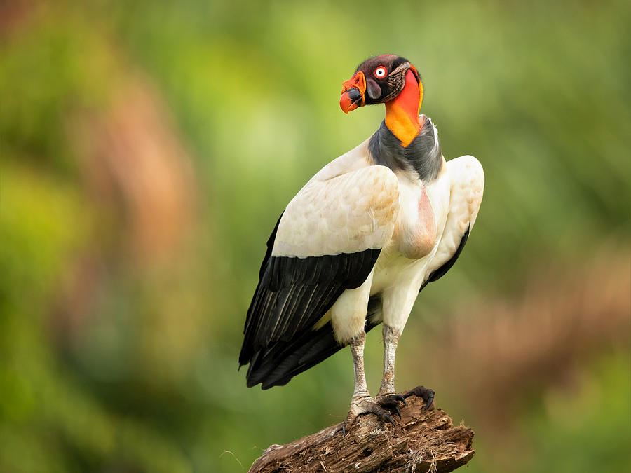Vulture Photograph - King Vulture by Milan Zygmunt