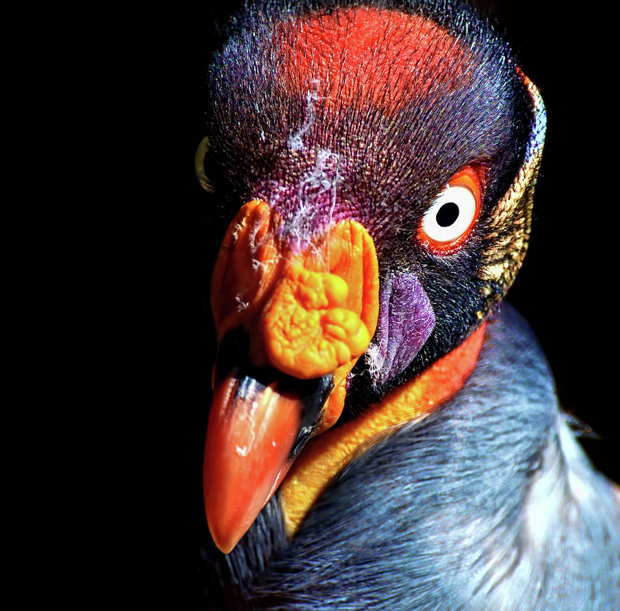 King Vulture Photograph by Shot By Supervliegzus