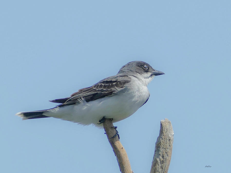 Kingbird at Happy Rock by Sally Sperry Kingbird at Happy Rock by Sally Sperry