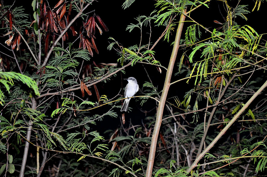 Kingbird at Night Photograph by Climate Change VI - Sales