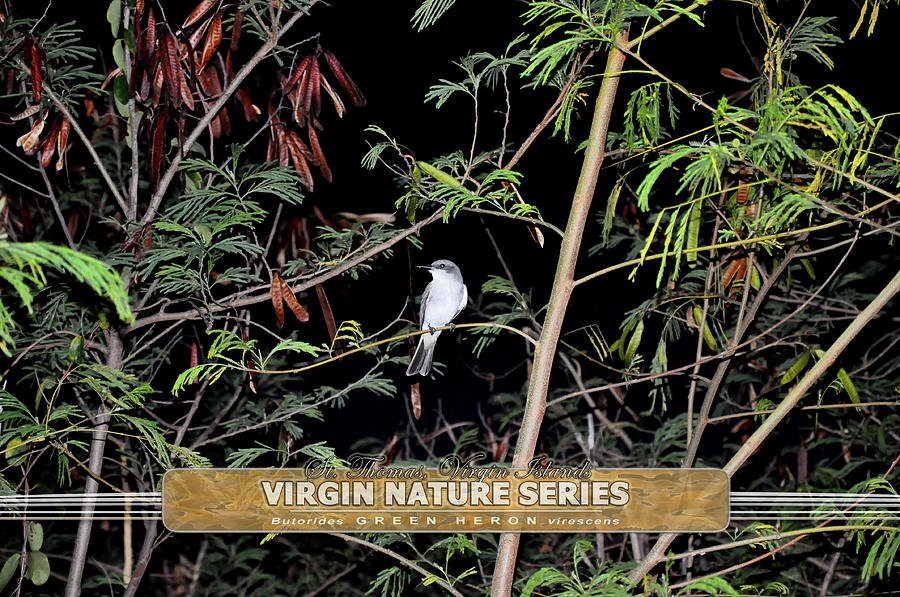 Wildlife Photograph - Kingbird in Casha - Virgin Nature Series by Climate Change VI - Sales