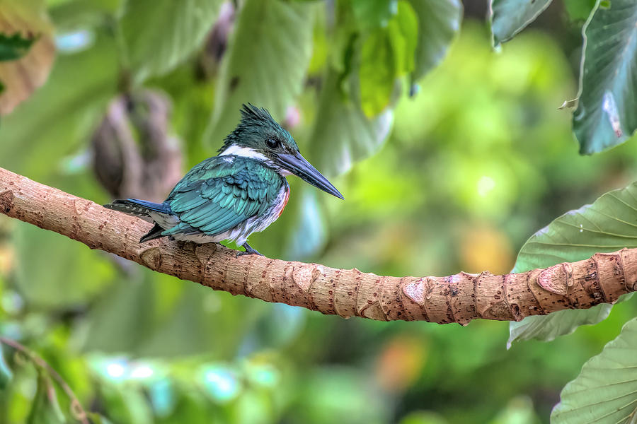 Kingfisher #1 Photograph by Wade Aiken