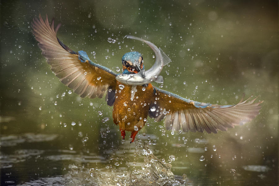 Kingfisher Photograph - Kingfisher by Alberto Ghizzi Panizza