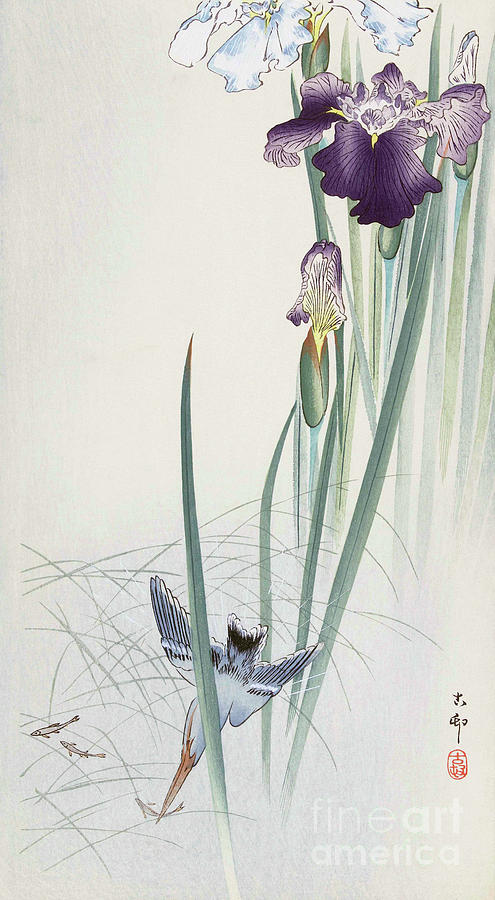 Ohara Koson Painting - Kingfisher And Irises by Ohara Koson