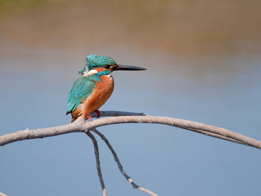 Kingfisher Bird Photograph by Polotan