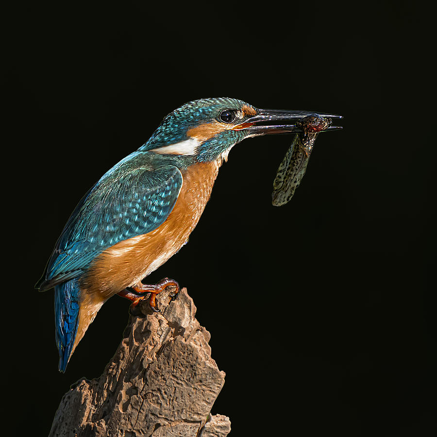 Kingfisher Photograph - Kingfisher by Boris Lichtman