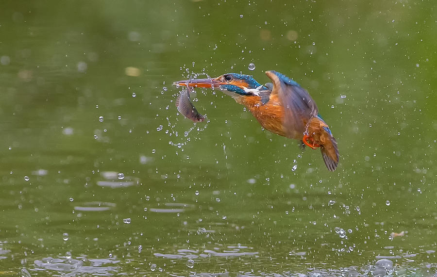 Kingfisher Photograph - Kingfisher by David Hua