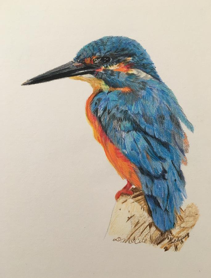 Colored Pencil Drawing Kingfisher Drawing by Doris McCue
