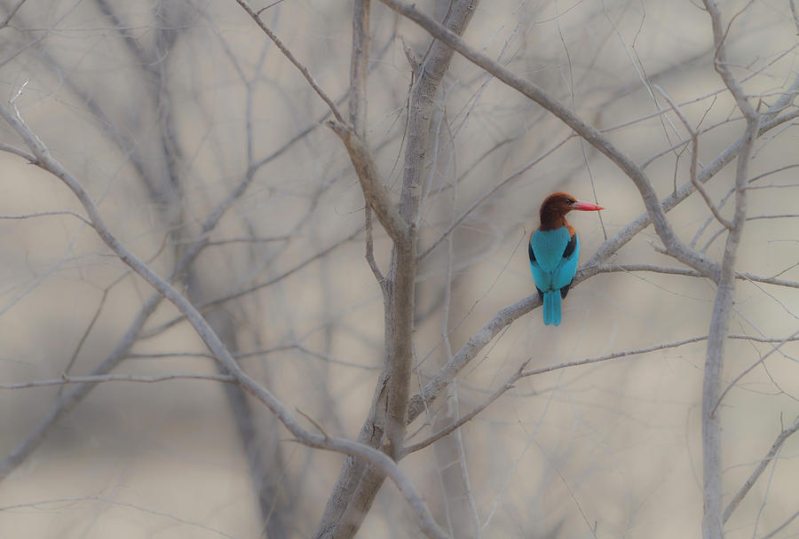 Kingfisher Photograph by Ian Gethings