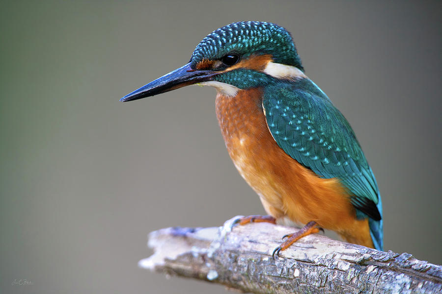 Kingfisher Photograph by Juan Carlos Ballesteros