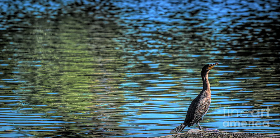 Kingfisher?  Lake Color  Photograph by Chuck Kuhn