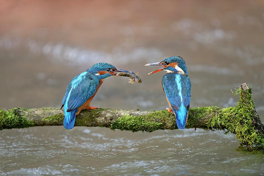 Kingfisher Male Passing Fish To Female, Courtship Photograph by Michel Poinsignon / Naturepl.com Kingfisher Male Passing Fish To Female, Courtship Photograph by Michel Poinsignon / Naturepl.com