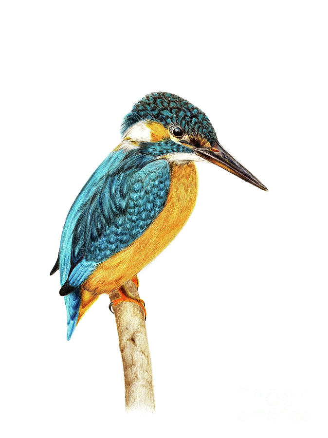 KingFisher Drawing by Michelle Coppiens