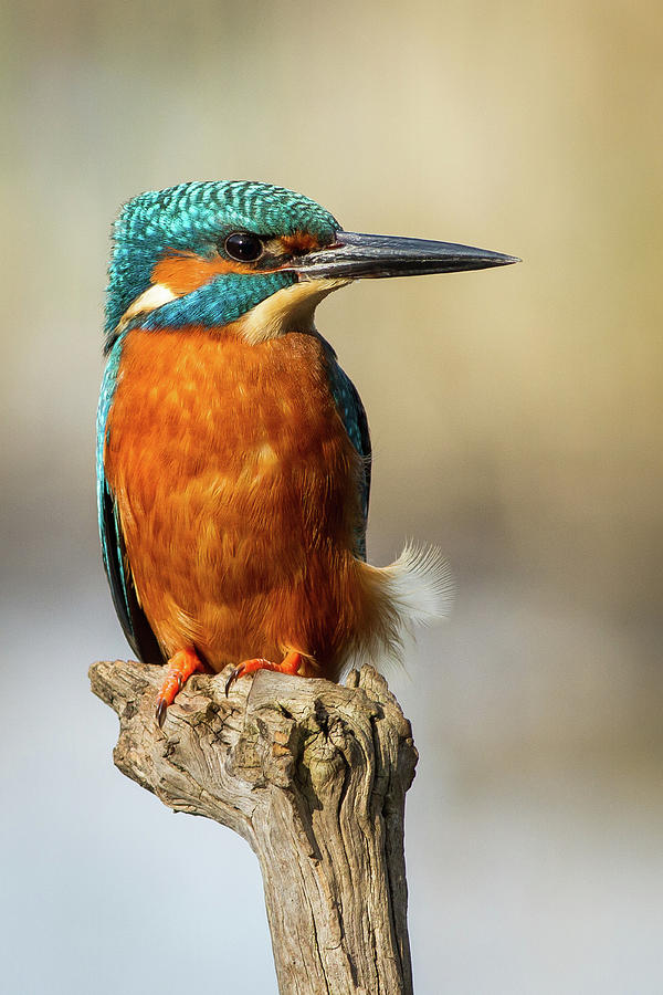 Kingfisher On Stump Photograph by Nigel Dell