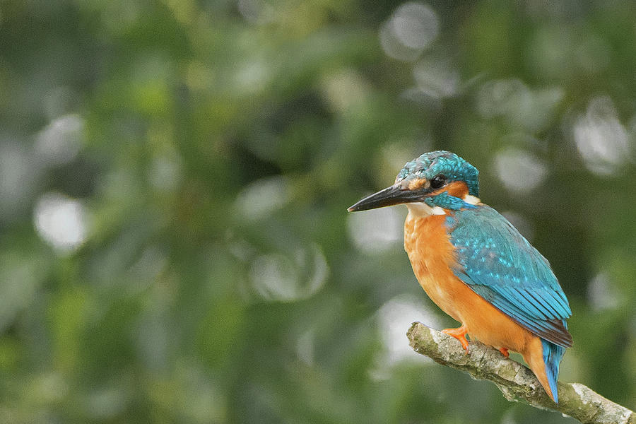 Kingfisher on the broads Photograph by Scott Lyons