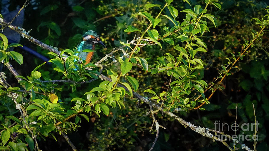 Kingfisher Perched on a Branch Photograph by Pablo Avanzini