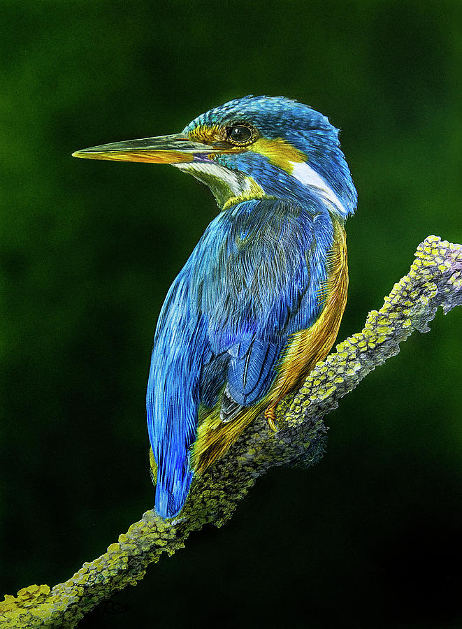 Kingfisher Mixed Media - Kingfisher by Raymond Ore Kingfisher Mixed Media - Kingfisher by Raymond Ore