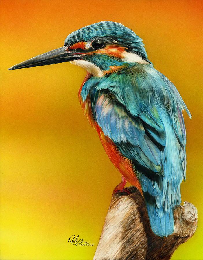 Kingfisher Drawing by Rick Plasters