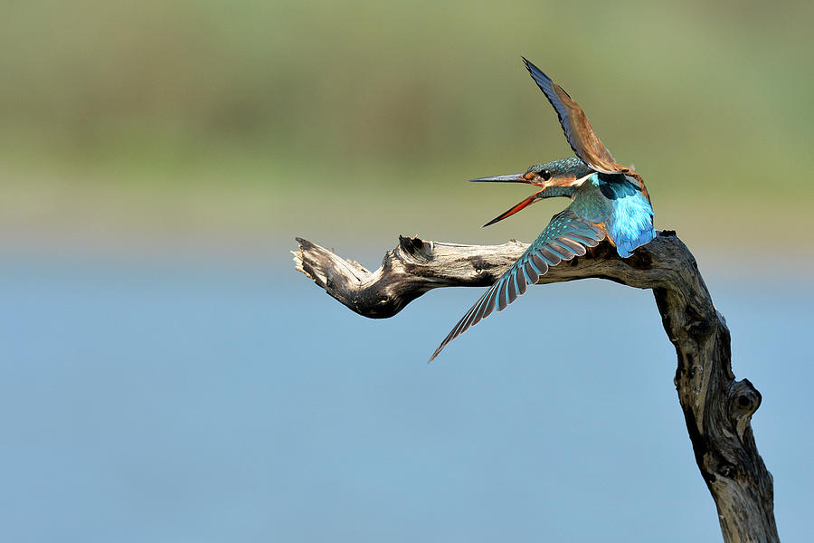 Kingfisher Photograph by Samir. H