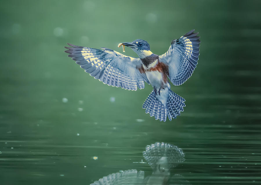 Kingfisher Photograph by Tao Huang