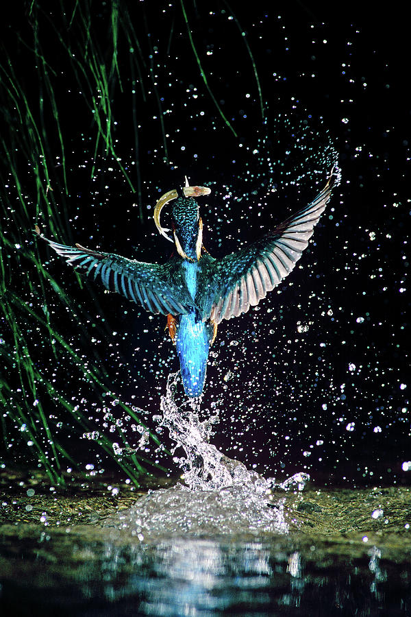 Kingfisher, Udine, Italy Digital Art by Luciano Gaudenzio