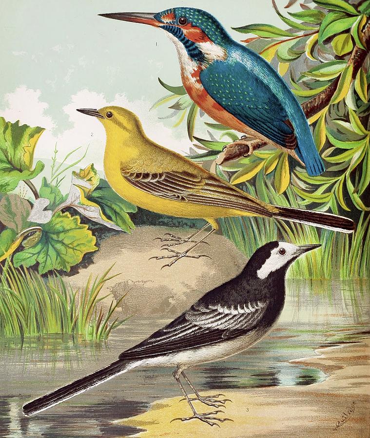Kingfisher, Wagtails Painting by W. A . Blakston Kingfisher, Wagtails Painting by W. A . Blakston