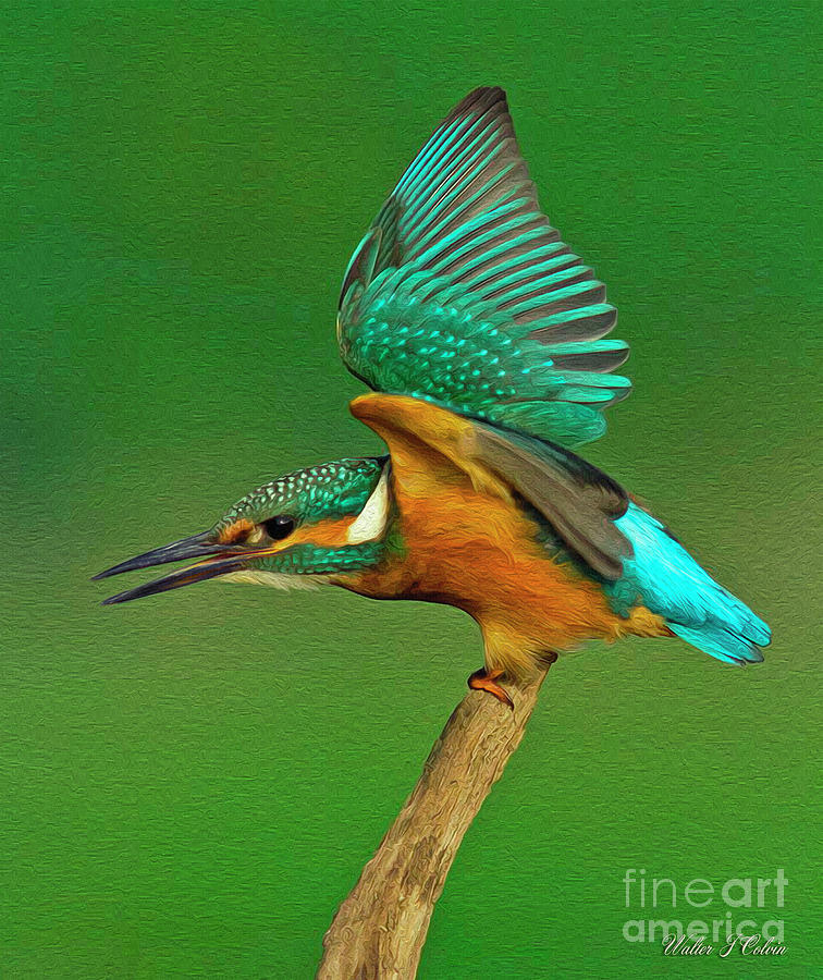 Kingfisher Digital Art by Walter Colvin