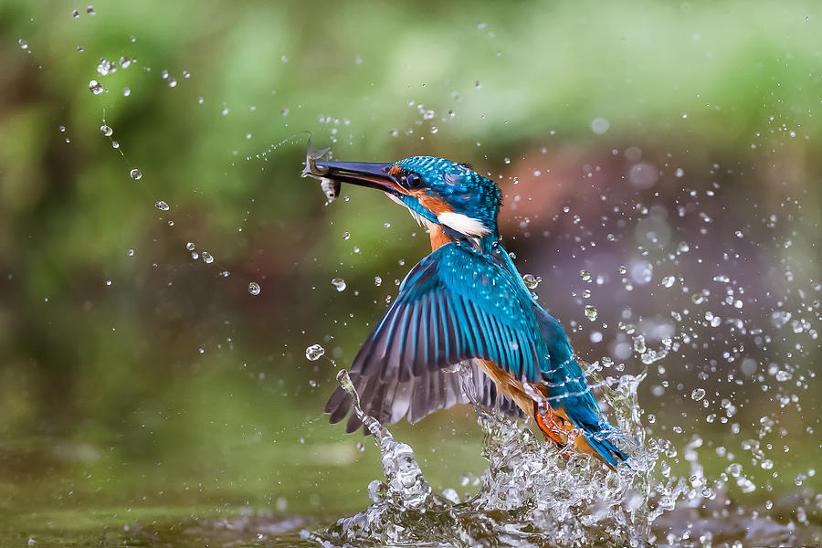 Kingfisher Photograph - Kingfisher Whit Prey by Giorgio Disaro