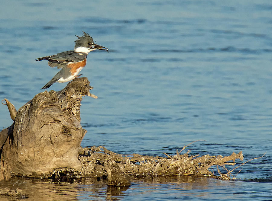Kingfisher with Catch Photograph by Judi Dressler