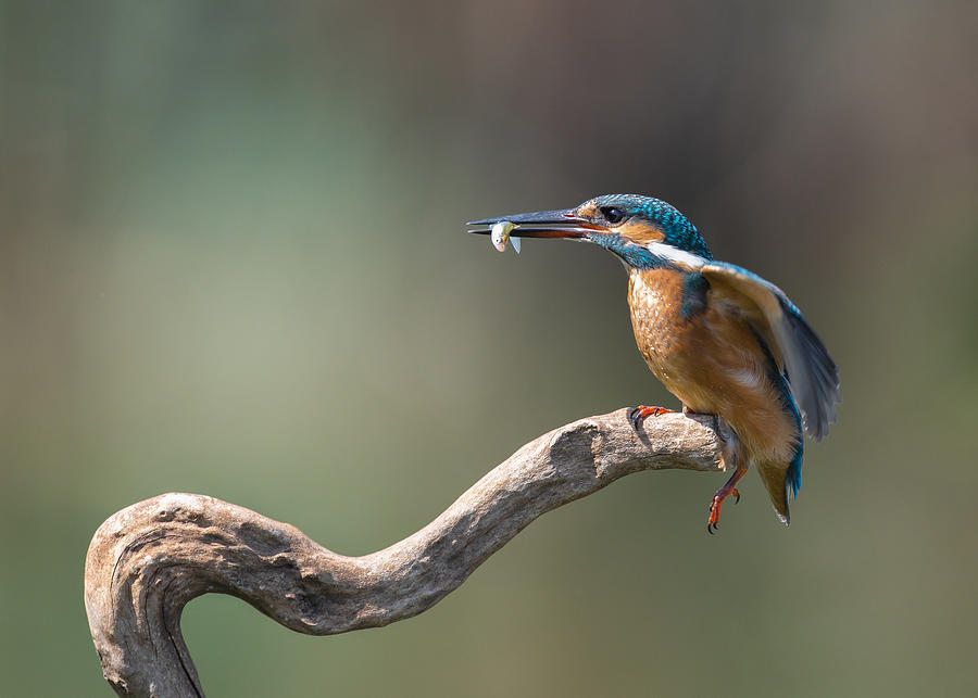 Nature Photograph - Kingfisher With Fish by E.amer