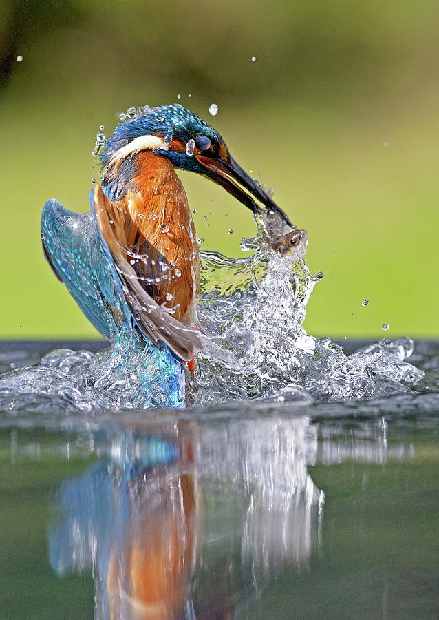 Kingfisher With Fish Photograph by Mark Hughes