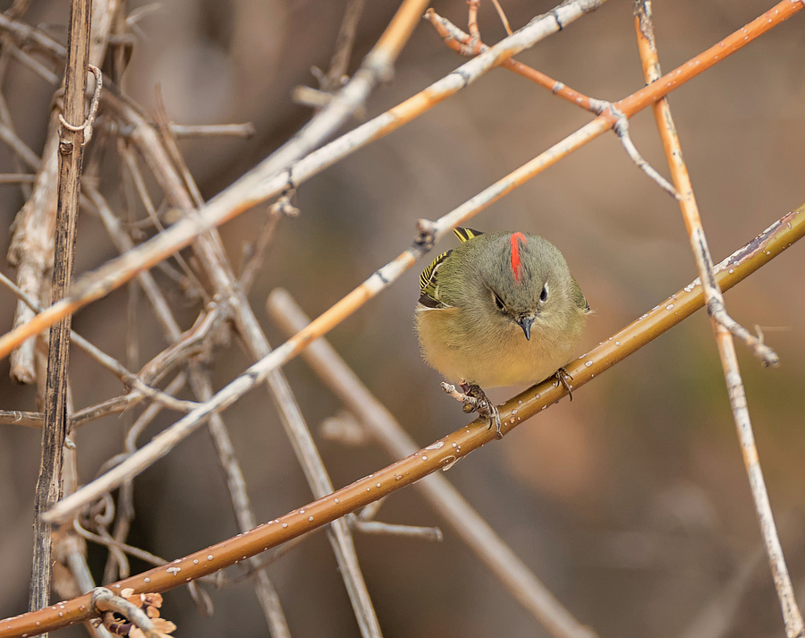 Kinglet Showing His Ruby Crown Photograph by Loree Johnson