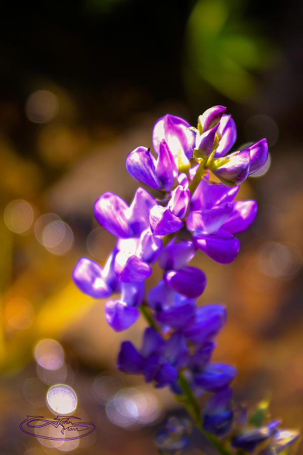 Kings Creek Purple Flowers Photograph by John Marr