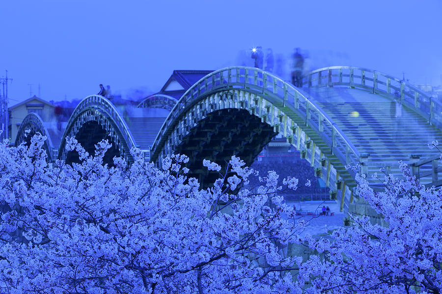 Kintai Bridge And Cherry Blossoms At Photograph by Photoaraki.com