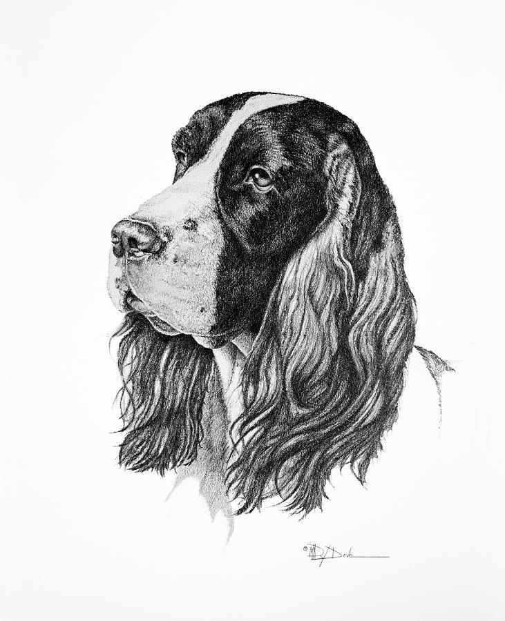 Kip, Springer Spaniel Drawing by Mary Dove