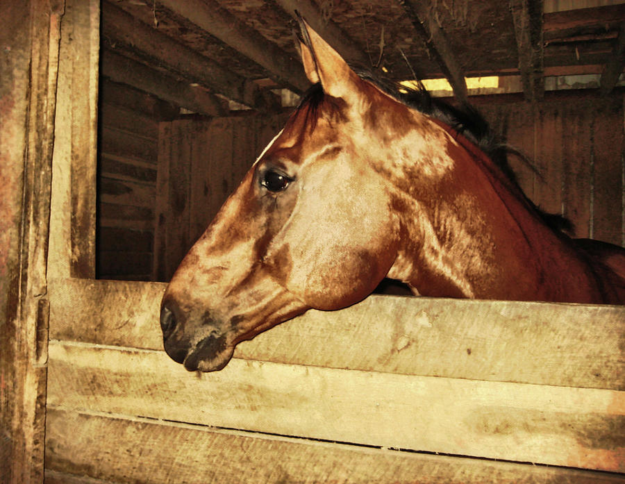Kirby Time Photograph by Dressage Design