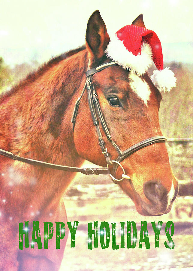 Kirbys Holiday Wish  Photograph by Dressage Design