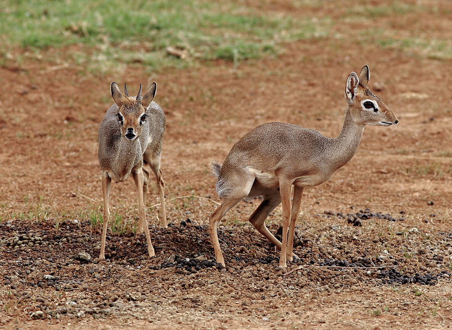 Yuqori sifatli trans porno Android uchun 3d porno