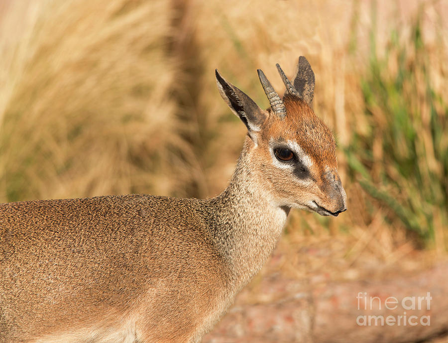 Kirk's DikDik small African antelope closeup portrait resting in