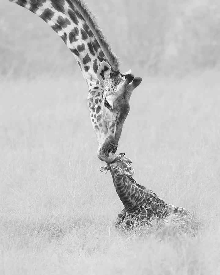 Giraffe Photograph - Kiss by Hong Chen