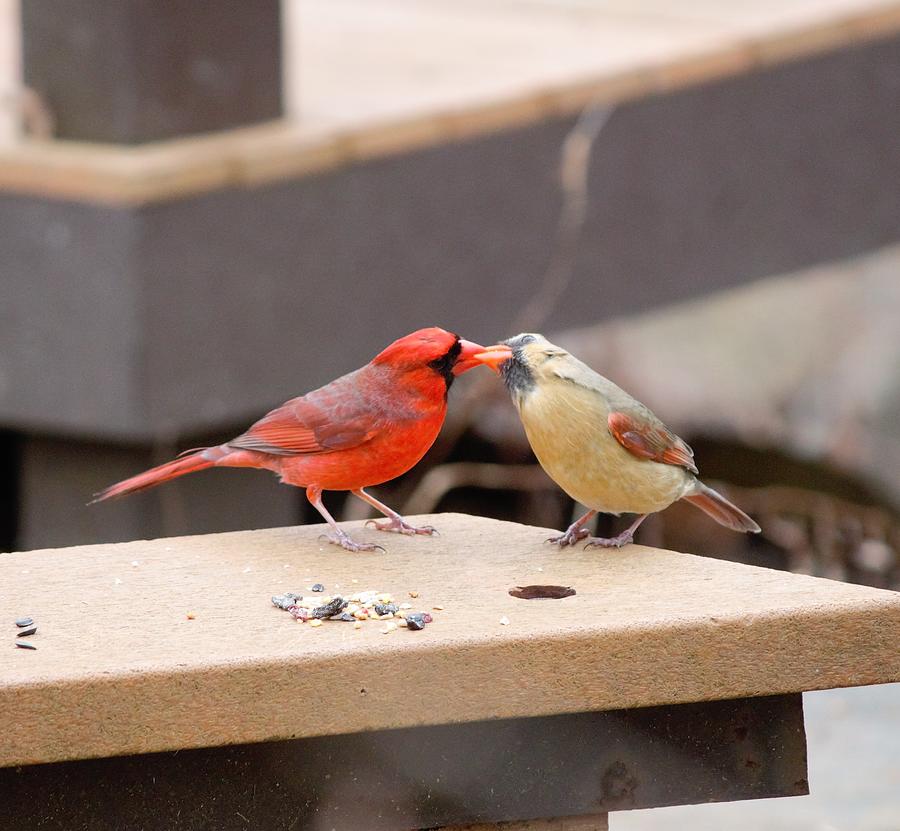 Kiss Kam Cardinals Photograph