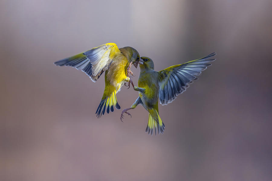 Kiss On The Forehead Photograph By Marco Redaelli Fine Art America   Kiss On The Forehead Marco Redaelli 