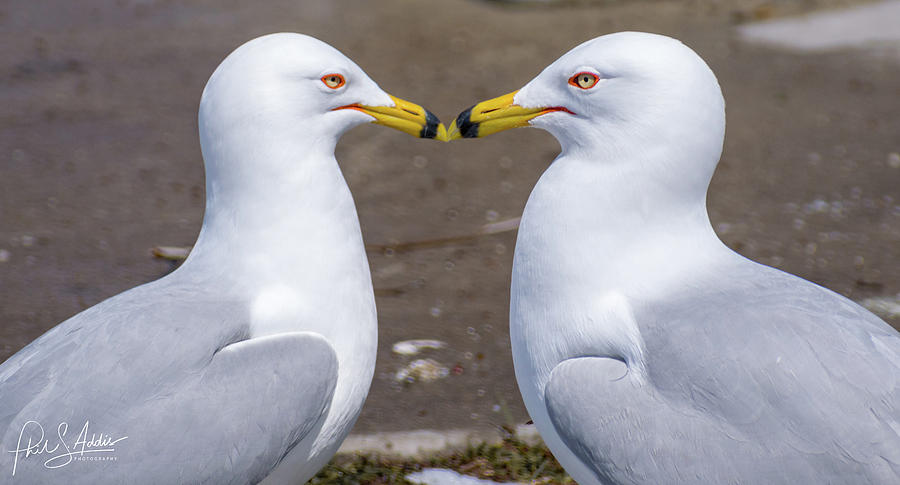 Kisses Photograph by Phil S Addis - Fine Art America