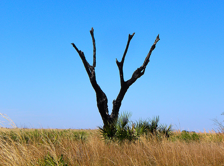 Kissimmee Prairie Lone Tree Photograph