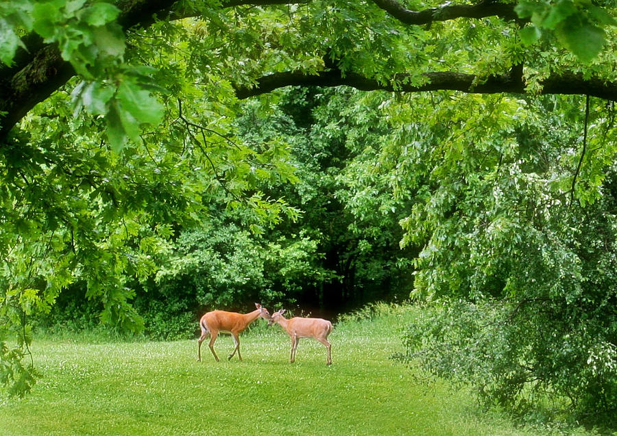 Kissing Deer Art Print