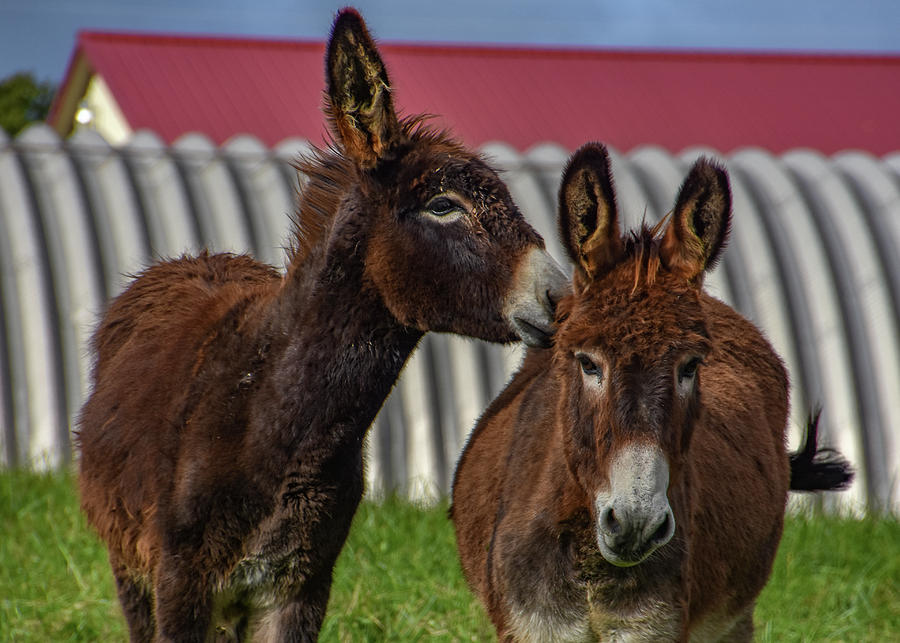 Kissing Donkeys Photograph by Michelle Wittensoldner